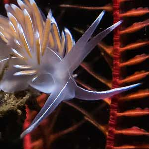 Flabellina lineata