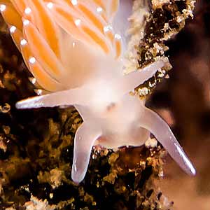 Flabellina verrucosa