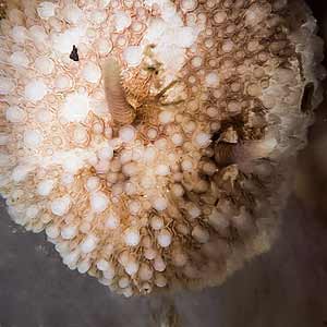 Onchidoris muricata