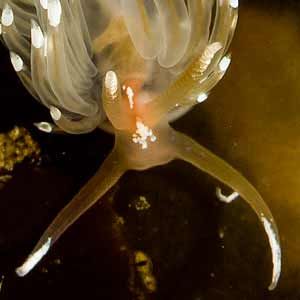 Facelina bostoniensis