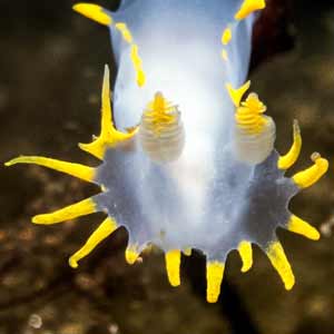 Polycera faeroensis