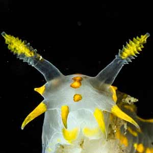 Polycera faeroensis