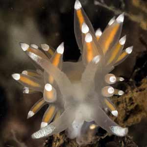 Flabellina browni