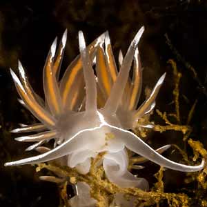 Flabellina lineata