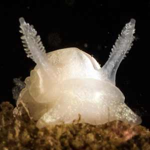 Goniodoris nodosa