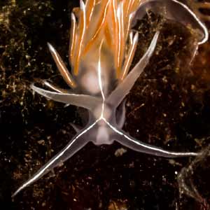 Flabellina lineata