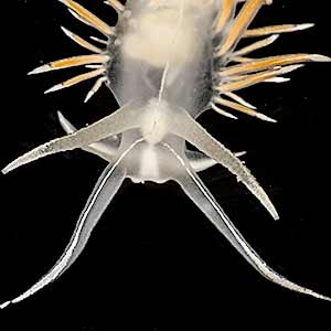 Flabellina lineata