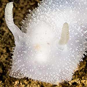 Acanthodoris pilosa