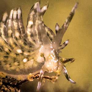 Eubranchus vittatus