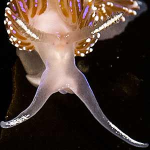 Facelina aoriculata