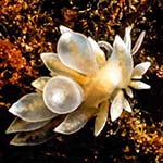 Eubranchus viriola