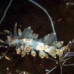 Eubranchus viriola