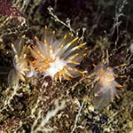 Eubranchus viriola