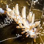 Eubranchus viriola
