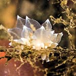Eubranchus viriola