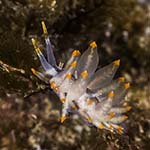 Eubranchus viriola