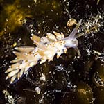 Eubranchus viriola
