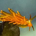 Eubranchus viriola