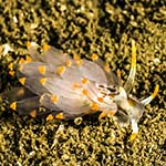 Eubranchus viriola