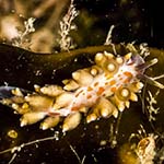 Eubranchus viriola