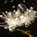 Eubranchus viriola