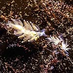 Eubranchus farrani 01