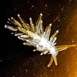 Eubranchus farrani 02