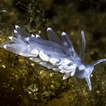Eubranchus farrani 05