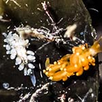 Eubranchus farrani 07