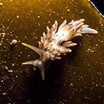 Eubranchus farrani 09