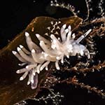 Eubranchus farrani 11