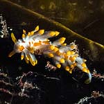 Eubranchus farrani 12