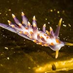 Eubranchus farrani 13