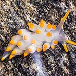 Eubranchus farrani 17