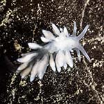 Eubranchus farrani 19