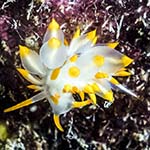 Eubranchus farrani 20