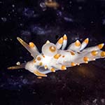 Eubranchus farrani 22