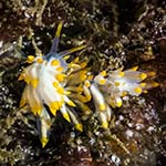 Eubranchus farrani 23