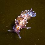 Eubranchus farrani 26