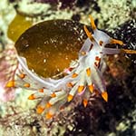 Eubranchus farrani 28