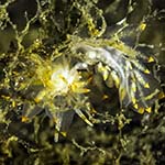 Eubranchus farrani