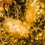 Eubranchus farrani