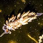Eubranchus farrani