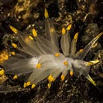 Eubranchus farrani