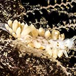 Eubranchus farrani