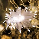 Eubranchus farrani