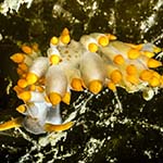 Eubranchus farrani