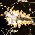 Eubranchus farrani