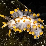 Eubranchus farrani
