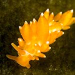 Eubranchus farrani